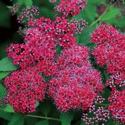 Double Play&reg; Red Spiraea Alternate Image 1
