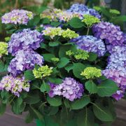 Hydrangea Let's Dance&reg; Rhythmic Blue&reg; Bigleaf Hydrangea Alternate Image 3