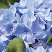 Hydrangea Let's Dance&reg; Rhythmic Blue&reg; Bigleaf Hydrangea Alternate Image 5