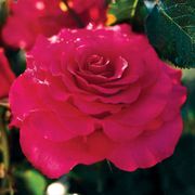 Fame! Grandiflora Rose Thumb