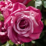 Heirloom Hybrid Tea Rose Thumb