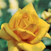 Oregold Hybrid Tea Rose Thumb
