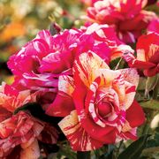 Daring Spirit&reg; Hybrid Tea Rose Alternate Image 1