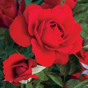 Obsession&reg; Floribunda Rose Thumb