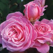 Summer Romance Parfuma&reg; Floribunda Rose Thumb