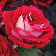 Grateful Heart&reg; Hybrid Tea Rose Thumb