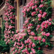 Zephirine Drouhin Climbing Rose Thumb