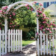 Zephirine Drouhin Climbing Rose Alternate Image 1