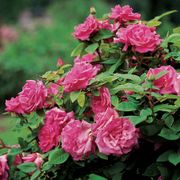 Zephirine Drouhin Climbing Rose Alternate Image 5