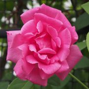 Zephirine Drouhin Climbing Rose Alternate Image 6