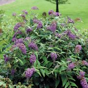 Lo & Behold&reg; Purple Haze Buddleia Butterfly Bush Thumb