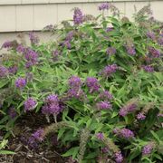 Lo & Behold&reg; Purple Haze Buddleia Butterfly Bush Alternate Image 2