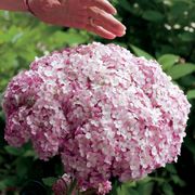 Hydrangea Incrediball&reg; Blush Smooth Hydrangea Thumb