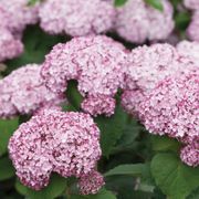 Hydrangea Incrediball&reg; Blush Smooth Hydrangea Alternate Image 1