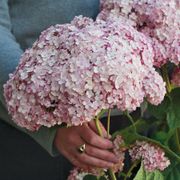 Hydrangea Incrediball&reg; Blush Smooth Hydrangea Alternate Image 3