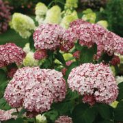 Hydrangea Incrediball&reg; Blush Smooth Hydrangea Alternate Image 4