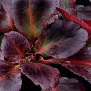 Bergenia Dragonfly&trade; 'Sakura' Alternate Image 2