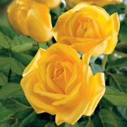 Radiant Perfume 36-Inch Tree Rose Thumb