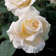 Honor Hybrid Tea Rose Thumb