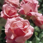 Queen Elizabeth Grandiflora Rose Thumb