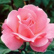 Queen Elizabeth Grandiflora Rose Alternate Image 2