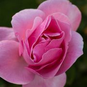 Queen Elizabeth Grandiflora Rose Alternate Image 4