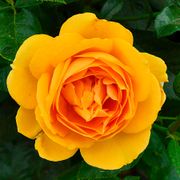 Soaring to Glory Floribunda Rose Thumb