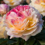 La Park Floribunda Rose Alternate Image 2