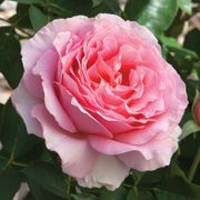 Dr. Jane Goodall Hybrid Tea Rose Thumb