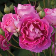 Mauvelous Shrub Rose Alternate Image 1