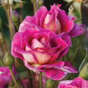 Mauvelous Shrub Rose Alternate Image 2