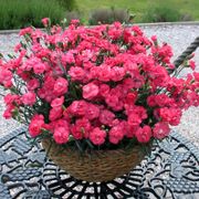 Dianthus Rosebud Alternate Image 2