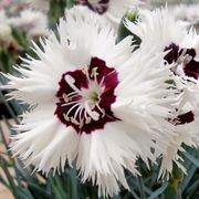 Dianthus Star Single&trade; Stargazer Alternate Image 1