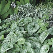 Brunnera 'Alexander's Great' Alternate Image 1