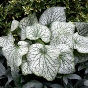 Brunnera 'Alexander's Great' Alternate Image 3