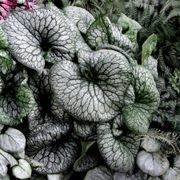 Brunnera 'Alexander's Great' Alternate Image 4