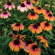 Echinacea Butterfly&trade; Rainbow Marcella Coneflower Alternate Image 1