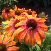 Echinacea Butterfly&trade; Rainbow Marcella Coneflower Alternate Image 2