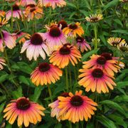 Echinacea Butterfly&trade; Rainbow Marcella Coneflower Alternate Image 3