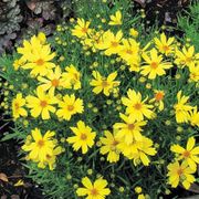 Coreopsis 'Citrine' Alternate Image 1