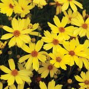Coreopsis 'Citrine' Alternate Image 2