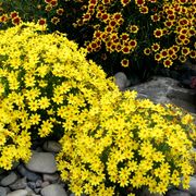 Coreopsis 'Citrine' Alternate Image 3