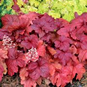 Heuchera 'Fire Chief' Thumb
