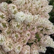 Hydrangea Bobo&reg; Panicle Hydrangea Alternate Image 2