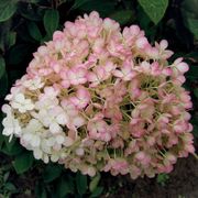 Hydrangea Bobo&reg; Panicle Hydrangea Alternate Image 3