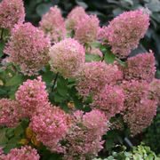 Hydrangea Bobo&reg; Panicle Hydrangea Alternate Image 4