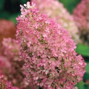 Hydrangea Bobo&reg; Panicle Hydrangea Alternate Image 5