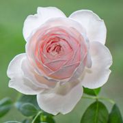 Earth Angel&trade; Parfuma&reg; Hybrid Tea Rose Alternate Image 4