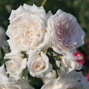 Honeymoon&trade; Arborose&reg; Climbing Rose Thumb