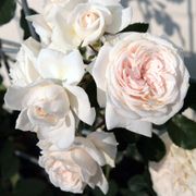 Honeymoon&trade; Arborose&reg; Climbing Rose Alternate Image 1